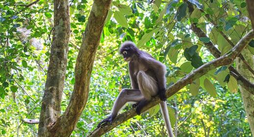 Petit singe hurleur dans le Parc Punta Sal